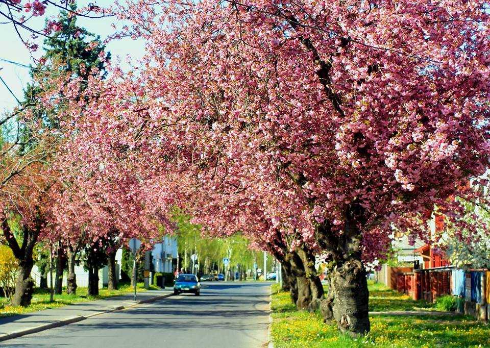 nagykanizsa japán cseresznye tavasz utca