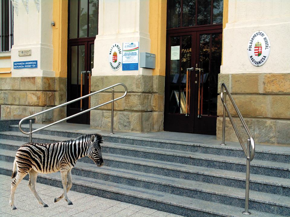 nagykanizsa városháza zebra