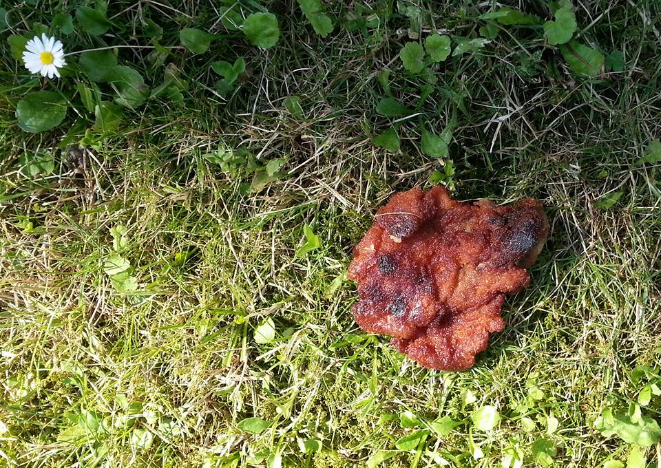 nagykanizsa kutyamérgezés 1